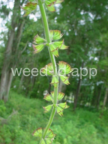 sage, lyreleaf